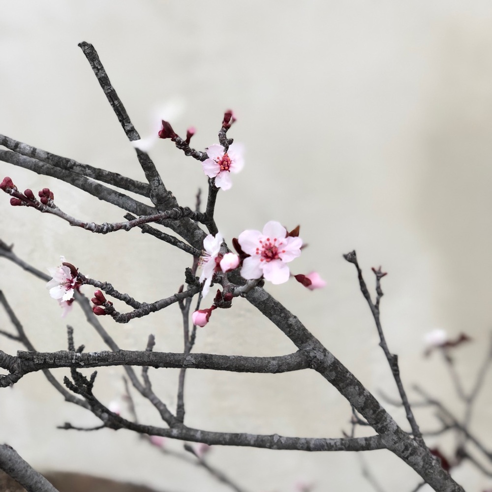 Meet your Posher, Dona